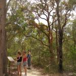 Royal National Park 